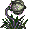 plant06.gif