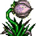 plant07.gif